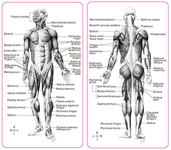 anatomia piciorului din unguente pentru boli articulare